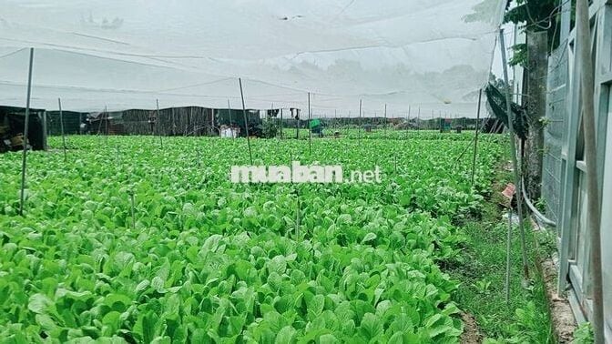 1800m² Đất 2 Mặt Tiền Đường Nội Bộ Song Hành Cách Chợ Hóc Môn 1,5km