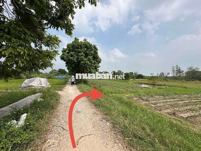 CHÍNH CHỦ CẦN BÁN ĐẤT RUỘNG DT 354M DÃ CÓ SỔ ĐẤT NN GIÁ CHỈ 300TR