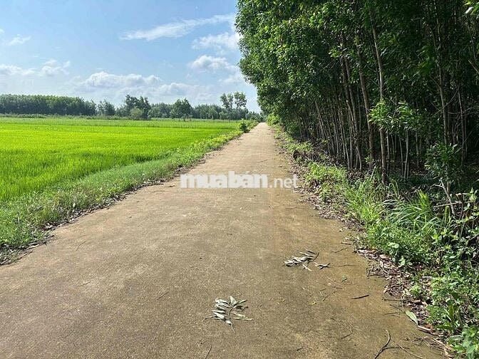 CHÍNH CHỦ BÁN ĐẤT XÃ CHÂU PHA GẦN KCN