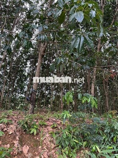 Cần bán vườn cao su đang cho thu hoạch trả nợ