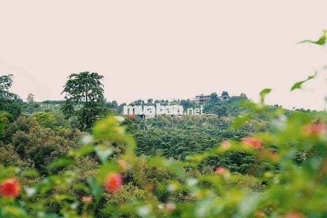 🔥 Chỉ 623 Triệu/1000m² Đất Đồi Đẹp La Ngà - Không Gian Xanh Nghỉ Dưỡng