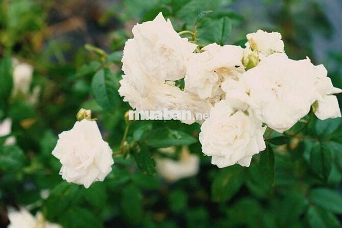 🌿 CHỈ 900 Triệu có ngay 1000m² Đất Đồi Đẹp La Ngà Gần Hồ Trị An, QL20