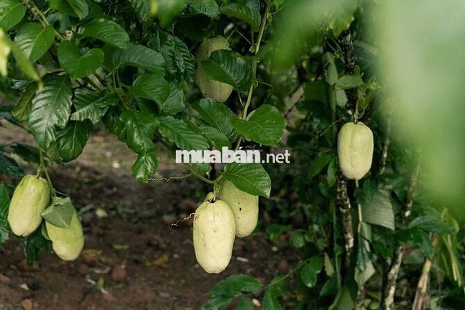 🌿 CHỈ 900 Triệu có ngay 1000m² Đất Đồi Đẹp La Ngà Gần Hồ Trị An, QL20