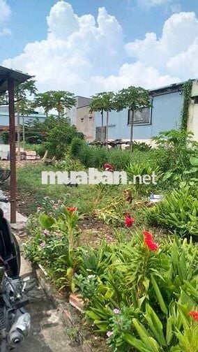 bán đất ở dân cư hiện hữu đường T15 An Phú Đông cách quốc lộ 1A 400