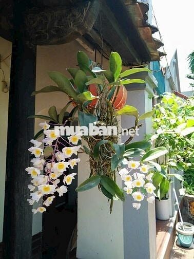 CHO THUÊ NHÀ NGUYỄN Hữu TIẾN - 4 x 14 M Đúc 1 lầu : 2 PN , 2Wc 