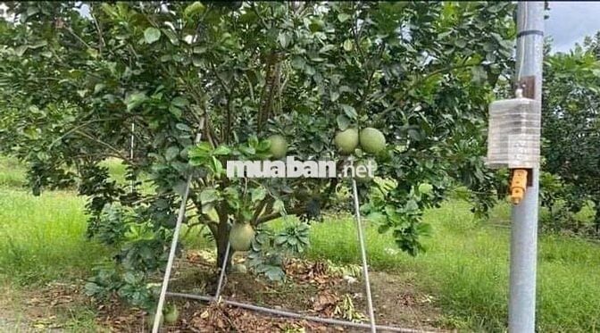 đất vườn có thổ cư cần bán gấp