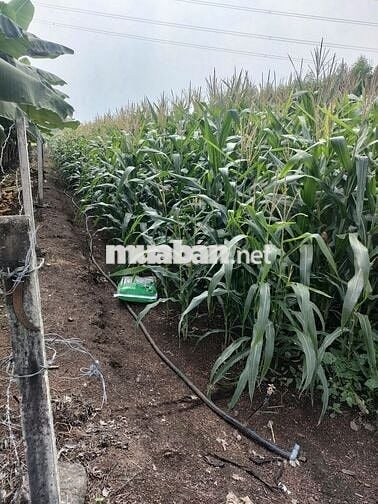 Bán nhanh 1000m2 chỉ 590tr đường ô tô gần trung tâm xã Suối Nho