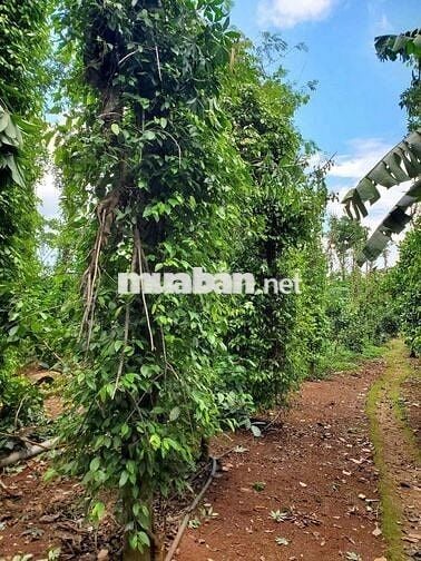 Bán Đất 9260m2 xã Lâm San, huyện Cẩm Mỹ (chính chủ)
