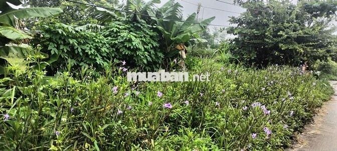 Cần bán 500m2 đất ở nông thôn, mặt tiền đường Cầu Ngói, thôn Bằng Tạ