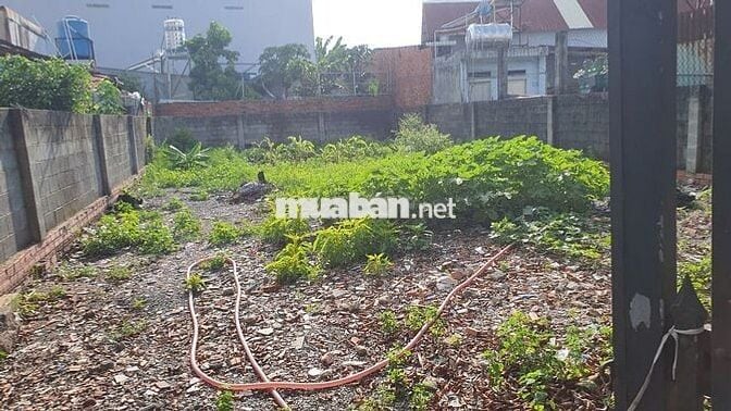 Kẹt tiền bán đất giá rẻ tại Tân Hiệp Hóc môn rộng 250m2 (10x25m)