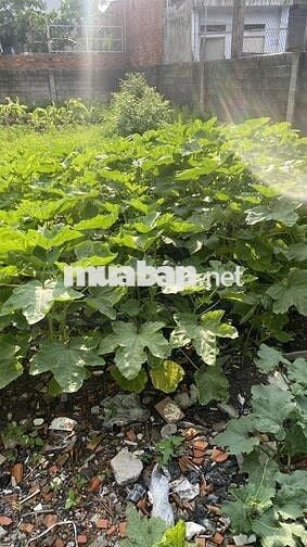 Kẹt tiền bán đất giá rẻ tại Tân Hiệp Hóc môn rộng 250m2 (10x25m)