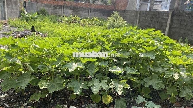Kẹt tiền bán đất giá rẻ tại Tân Hiệp Hóc môn rộng 250m2 (10x25m)
