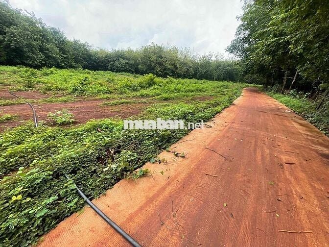 Ngộp bán nhanh 5x58m2 sẵn 50 thổ cư cách Ql13 chỉ 600m