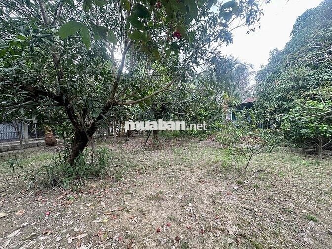 Đất Quang Thạnh 110,5m², ngang 6m, gần đường mở rộng 20m – Giá 1,15 tỷ