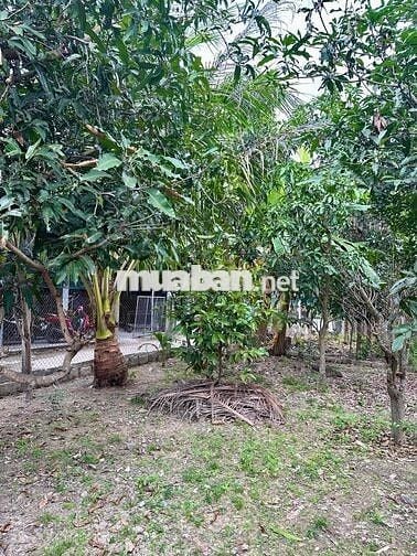 Đất Quang Thạnh 110,5m², ngang 6m, gần đường mở rộng 20m – Giá 1,15 tỷ