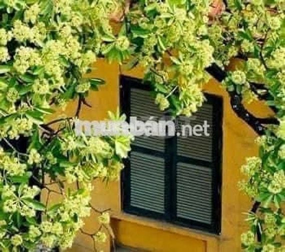 CHO THUÊ NHÀ MT KHU  Tân hương 4 x 20 M ĐÚC 3,5 Tấm FUll nội thất 