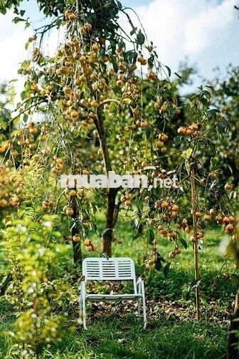 CHO THUÊ NHÀ MT KHU  Tân hương 4 x 20 M ĐÚC 3,5 Tấm FUll nội thất 