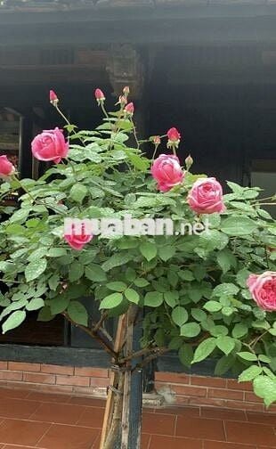 CHO THUÊ NHÀ MT HỌ LÊ - P PHÚ THẠNH 4 x 20 M Đúc 1 lầu : 2 PN, 2 WC 
