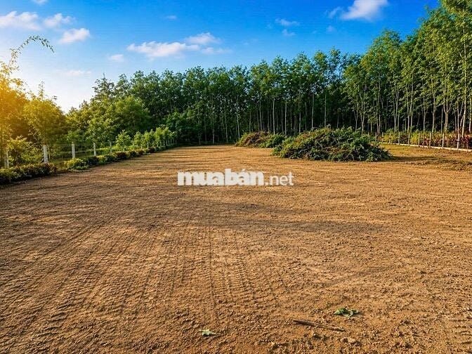 Đất Góc 2 Mặt Tiền 1.200m² Phú Mỹ Hưng, Củ Chi – Chỉ 2 Tỷ