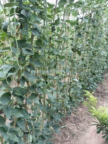 Cần bán đất vườn gần núi Bà Đen 