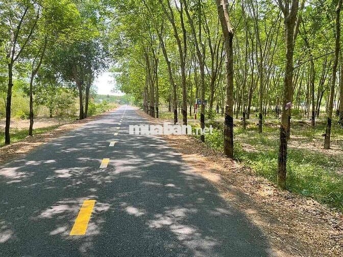 cắt lỗ bán nhanh lô đất phú giáo -hcm