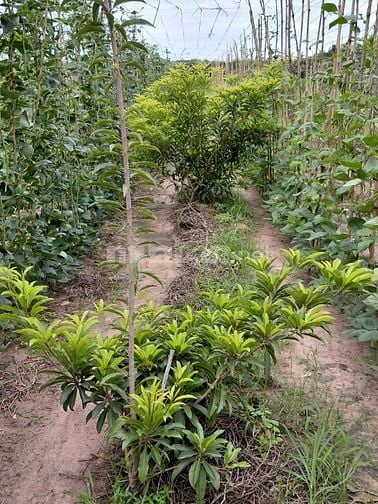 Cần bán đất vườn gần núi Bà Đen 