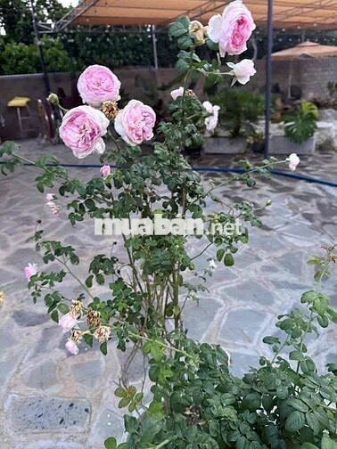 BÁN NHÀ VƯỜN NGHỈ DƯỠNG - LONG KHÁNH - TP- ĐỒNG NAI