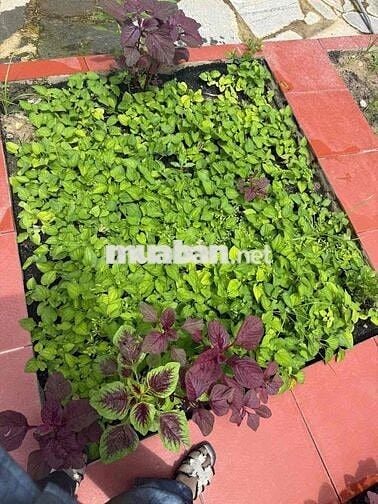 chủ ngộp bán nhà vườn Long Khánh