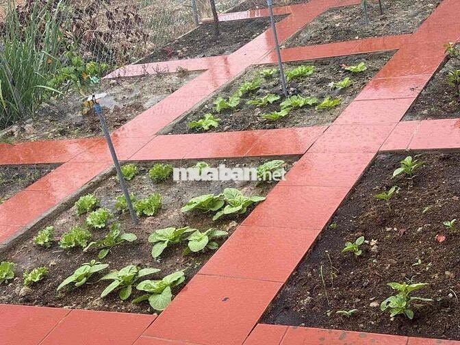 BÁN NHÀ VƯỜN NGHỈ DƯỠNG - LONG KHÁNH - TP- ĐỒNG NAI
