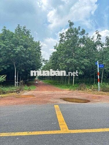 480 triệu sở hữu 857m² ngay Thị trấn Dầu Tiếng – Sổ riêng, mặt tiền
