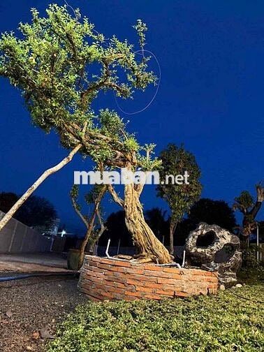 BÁN NHÀ VƯỜN NGHỈ DƯỠNG - LONG KHÁNH - TP- ĐỒNG NAI