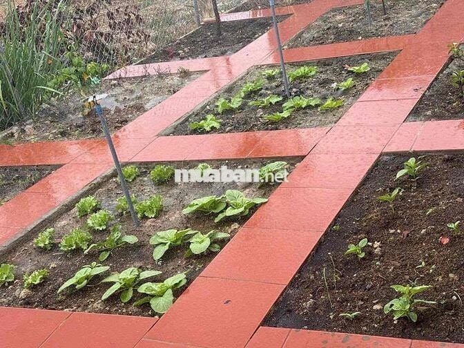 chủ ngộp bán nhà vườn Long Khánh