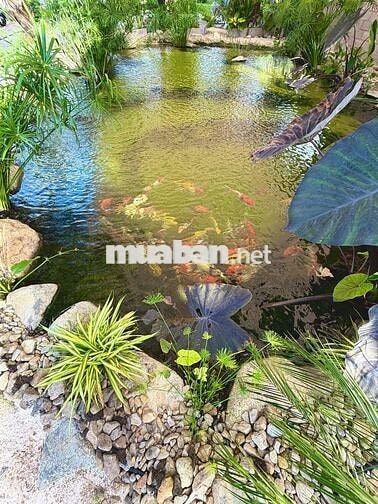 Bán Nhà Vườn Nghỉ Dưỡng Long Khánh-Đồng Nai