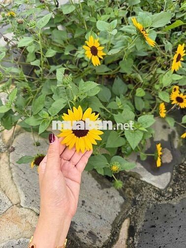 Bán Nhà Vườn Nghỉ Dưỡng Long Khánh-Đồng Nai