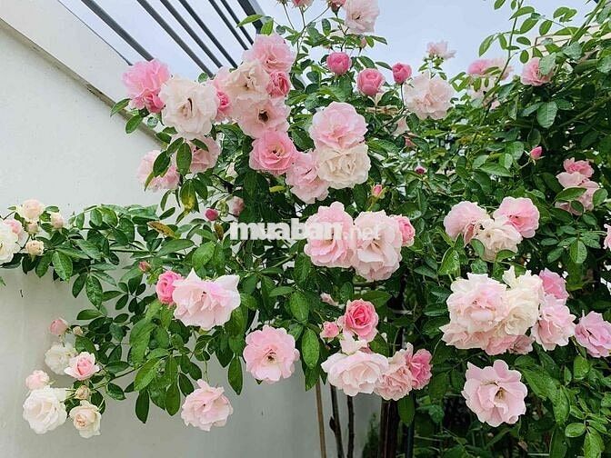 Bán Nhà Vườn Nghỉ Dưỡng Long Khánh-Đồng Nai