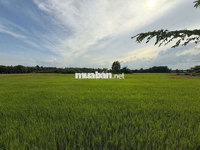 900k/công; Mua rẻ bán nhanh 1606 m2 đất trồng cây An Tây Bến Cát