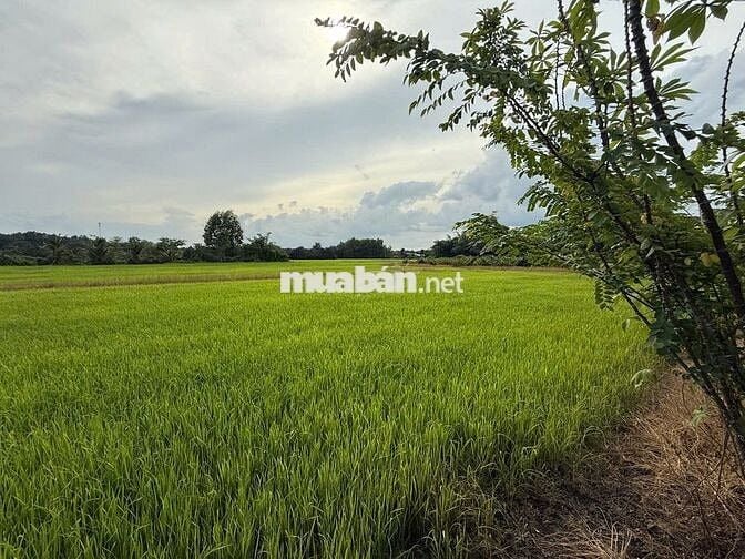 900k/công; Mua rẻ bán nhanh 1606 m2 đất trồng cây An Tây Bến Cát