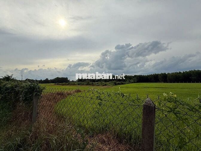 900k/công; Mua rẻ bán nhanh 1606 m2 đất trồng cây An Tây Bến Cát