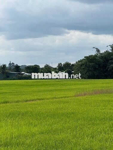 900k/công; Mua rẻ bán nhanh 1606 m2 đất trồng cây An Tây Bến Cát