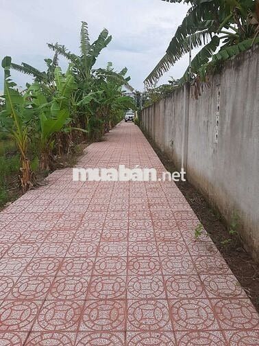 Đất cây lâu năm gần sân bay xây nhà vườn