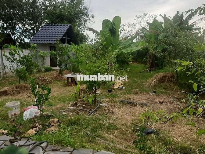 Đất cây lâu năm gần sân bay xây nhà vườn
