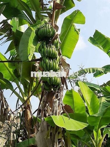 Đất cây lâu năm gần sân bay xây nhà vườn