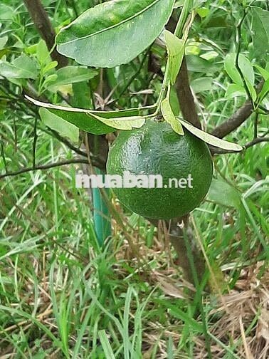 Đất cây lâu năm gần sân bay xây nhà vườn