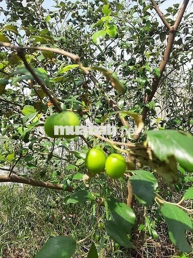 Đất cây lâu năm gần sân bay xây nhà vườn
