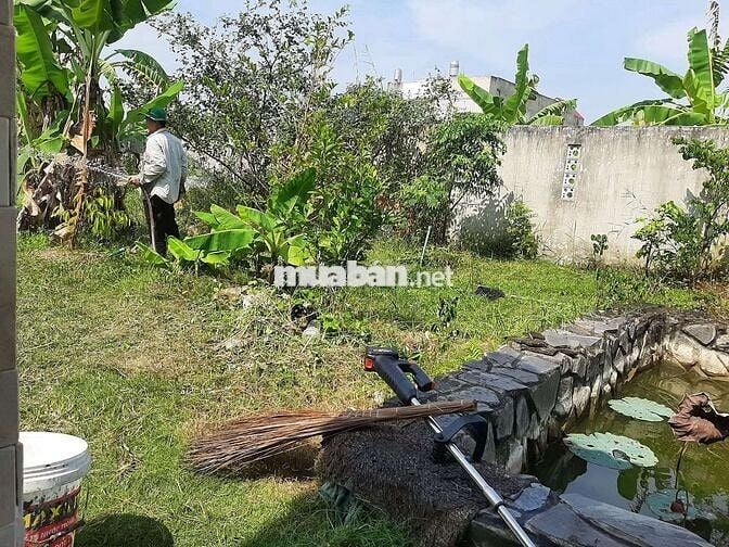 Đất cây lâu năm gần sân bay xây nhà vườn
