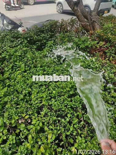 Tuyển nhân viên chăm sóc cây