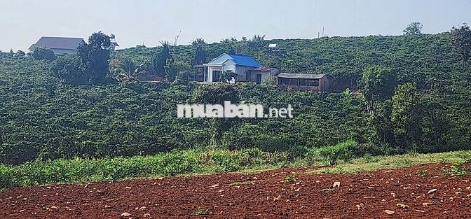 Chính chủ cần bán đất vườn đẹp 