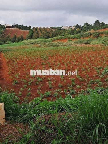 Chính chủ cần bán đất vườn đẹp 