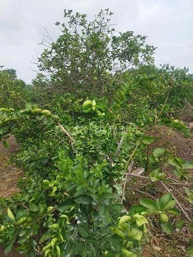 Chính chủ bán đất Bến Lức - Long An ( tây ninh) 1000m2 sổ đỏ giá 690tr