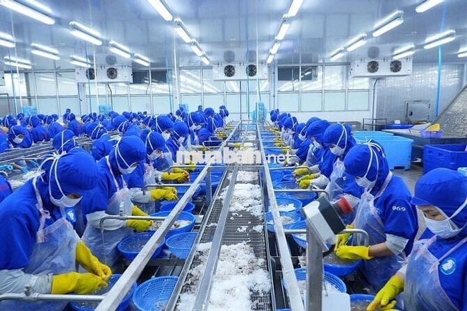 KHÔNG CẦN KINH NGHIỆM - TUYỂN LĐPT CHẾ BIẾN TÔM XK